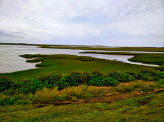 A saltmarsh in mid-tide