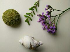 Sea urchin, samphire, sea lavender, and a sea shell arranged together.